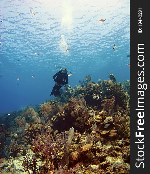 Scuba Diver Swimming over a Cayman Island Reef. Scuba Diver Swimming over a Cayman Island Reef