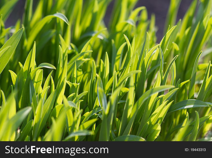 Macro photo on a green meadow. Macro photo on a green meadow