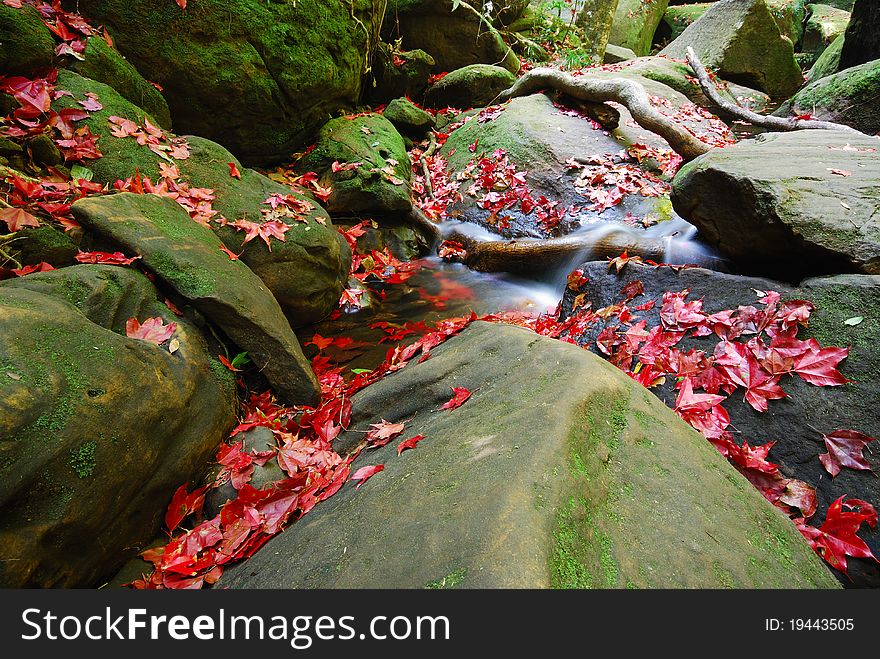 Red maple leaves in Poo-Soidao national park, Thailand. Red maple leaves in Poo-Soidao national park, Thailand.