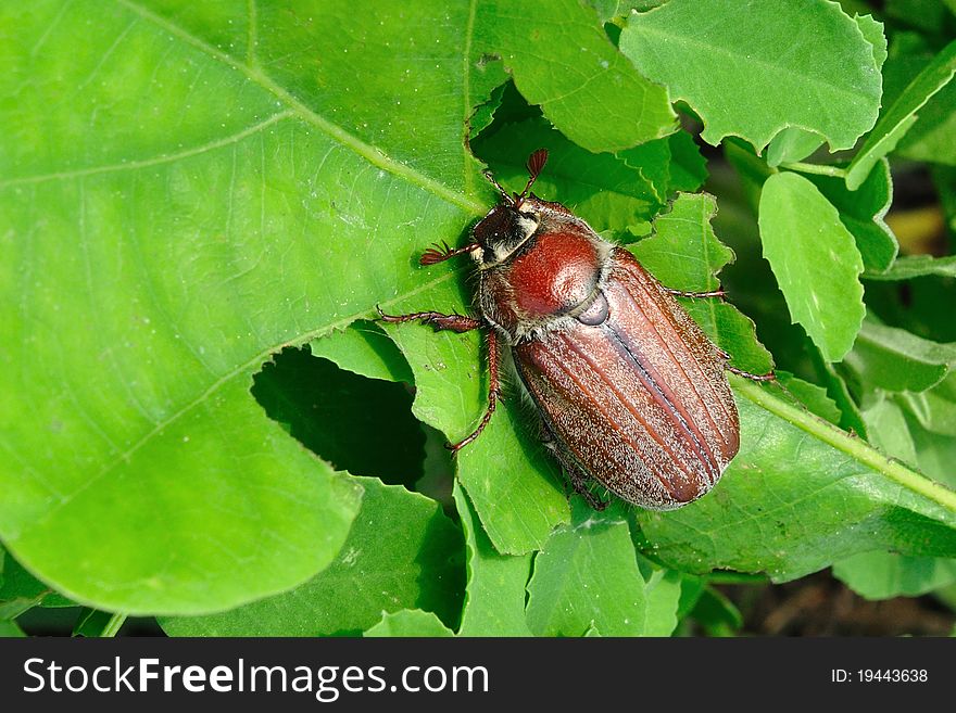 One times in a four years cause this beetle very big damage on oak trees. One times in a four years cause this beetle very big damage on oak trees.