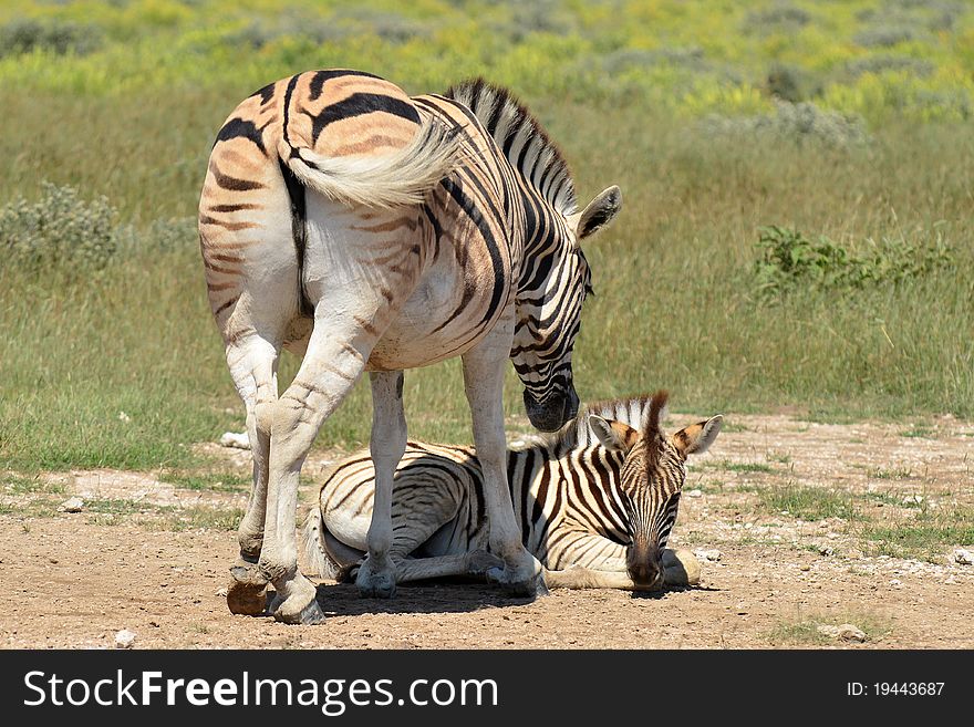 Beautiful zebra with young one in Etosha national park in Namibia. Beautiful zebra with young one in Etosha national park in Namibia.