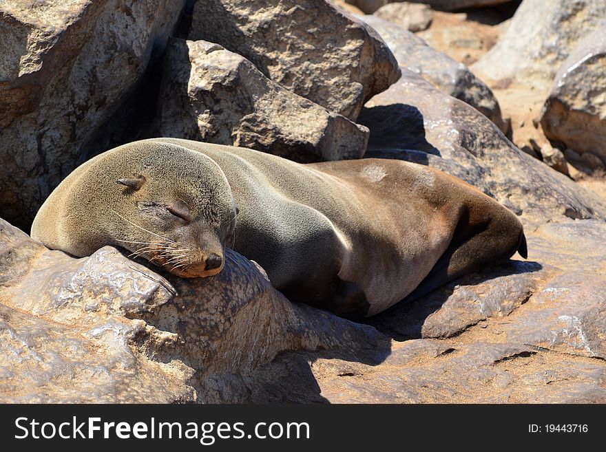 Colony of seals in Namibia seacoast, Cape cross location. Colony of seals in Namibia seacoast, Cape cross location.