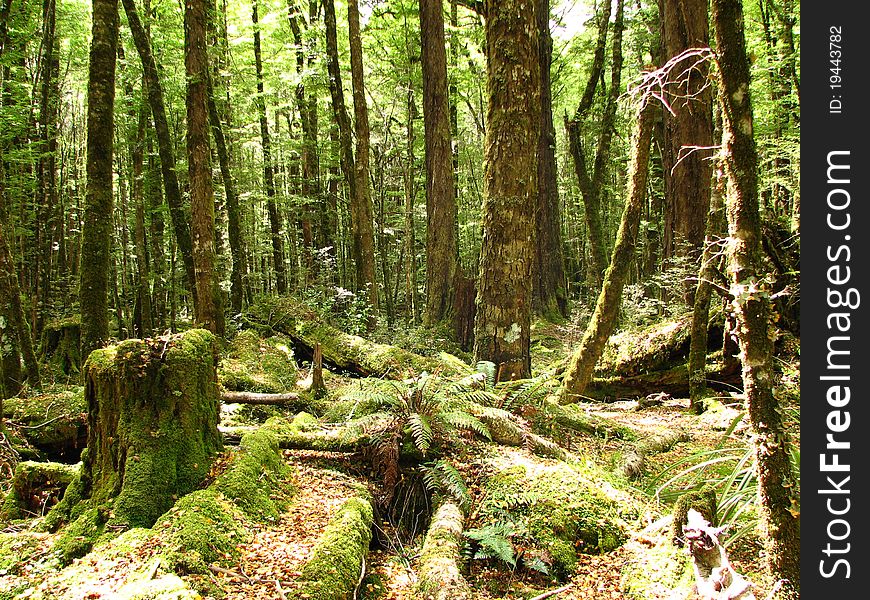 Rainforest New Zealand