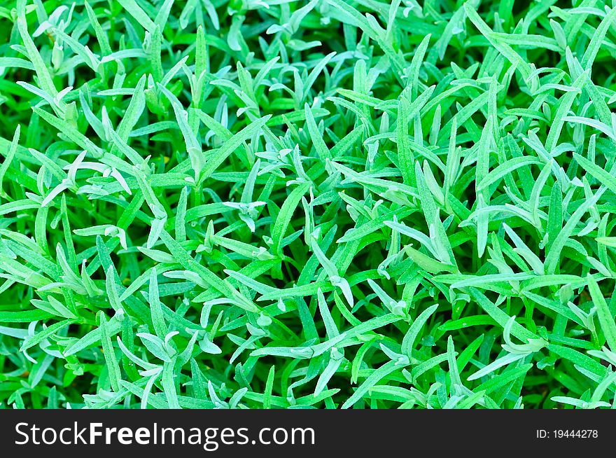 Abstract Background Of The Green Grass