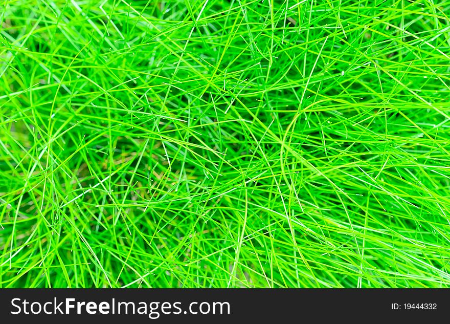 Abstract background of the green grass