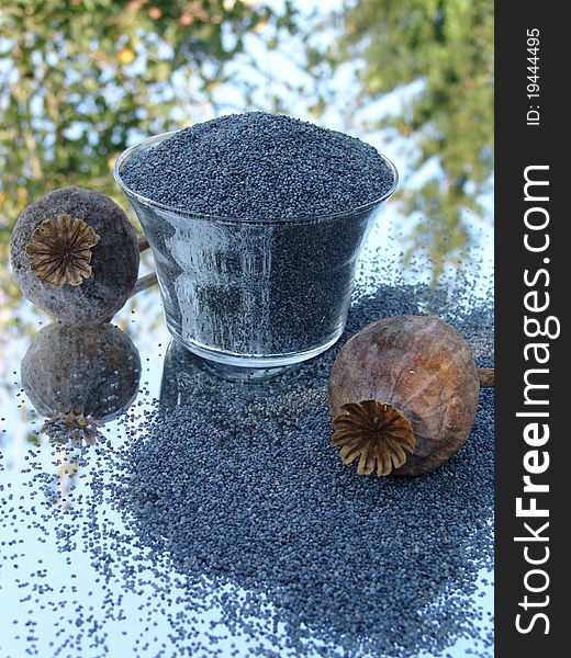 Poppy seeds and capsule from Hungary