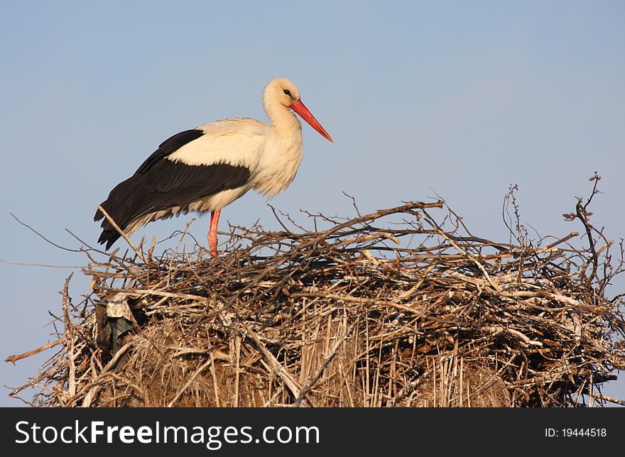 White Stork On Nest