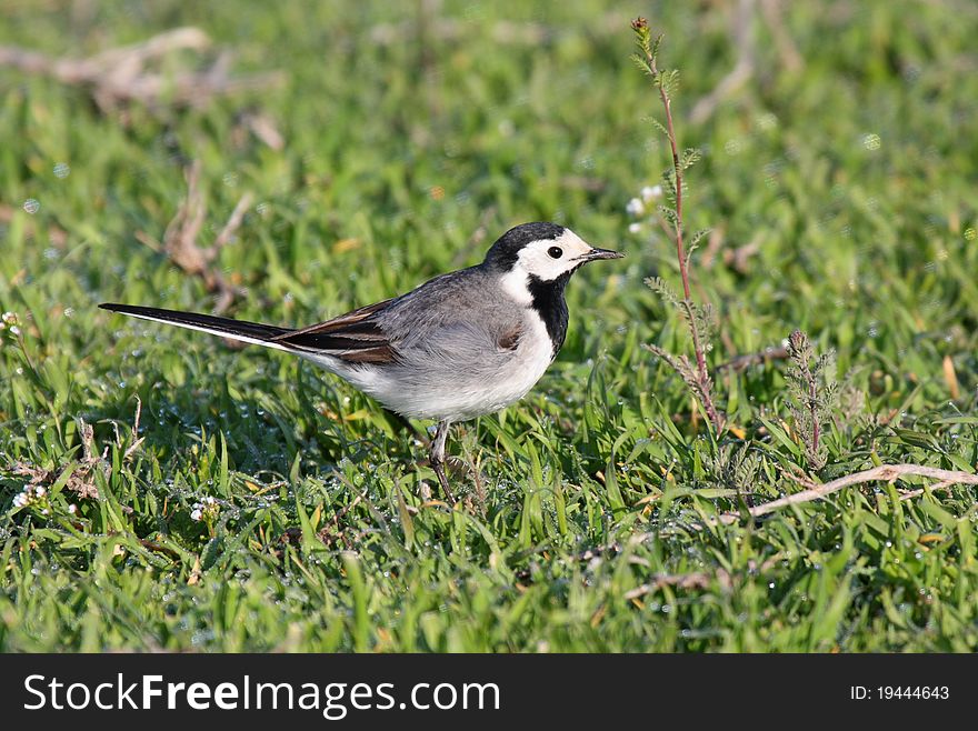 White wagtail (motacilla alba) male walking on green grass