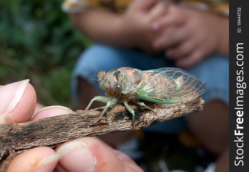 Locust Cicada Insect Hatched Educational