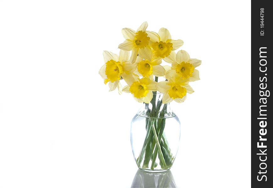 Daffodils Isolated