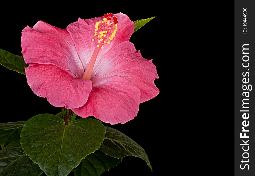 Tropical Hibiscus Pink Black Background Leaves