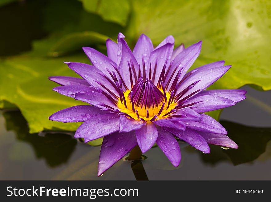 Beautiful blooming violet water lily in Thailand