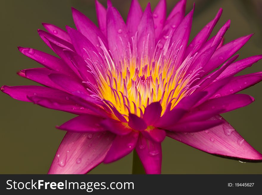 Close up of pink water lily in Thailand