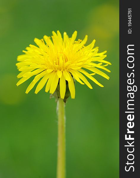 Spring dandelion in green grass