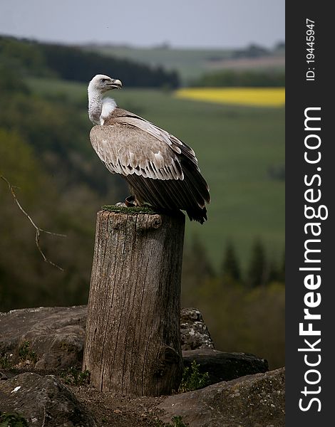 Portrait European griffon vulture in landscape.