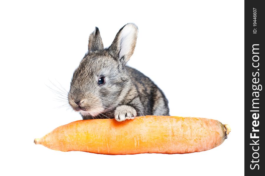 A small rabbit and carrot