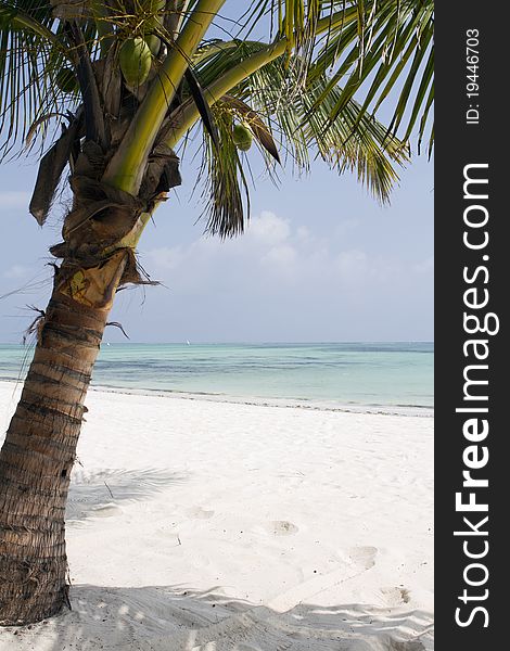 Coconut Tree on beach in Zanzibar,Africa. Coconut Tree on beach in Zanzibar,Africa