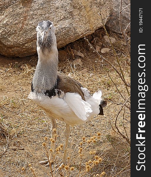 Bustard at Cheyenne Mountain Zoo