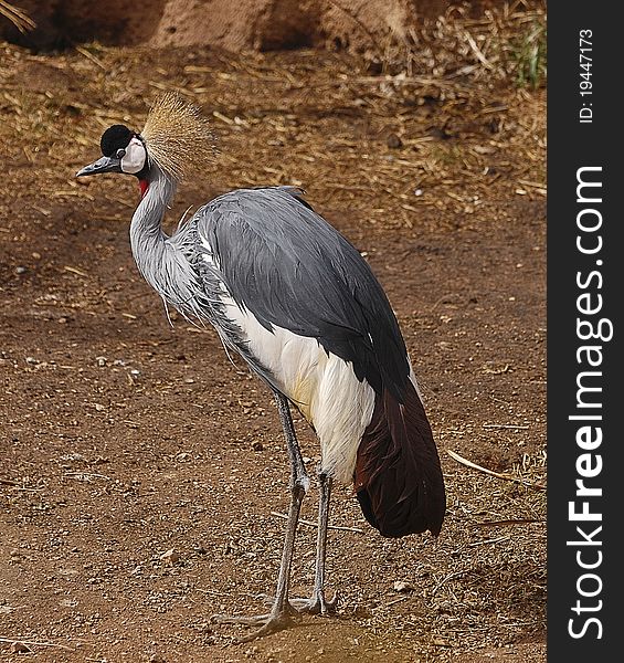 African Crowned Crane at Cheyenne Mountain Zoo