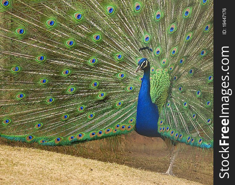 Peacock at Cheyenne Mountain Zoo