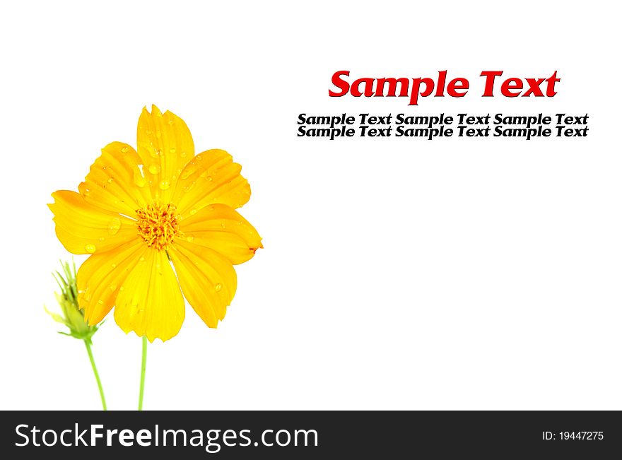 Beautiful yellow flowers isolated with copy space
