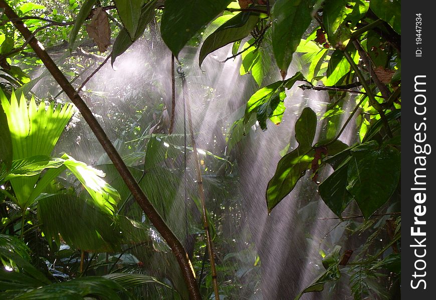 Rain Forest in Costa Rica, sun is shining through the trees.