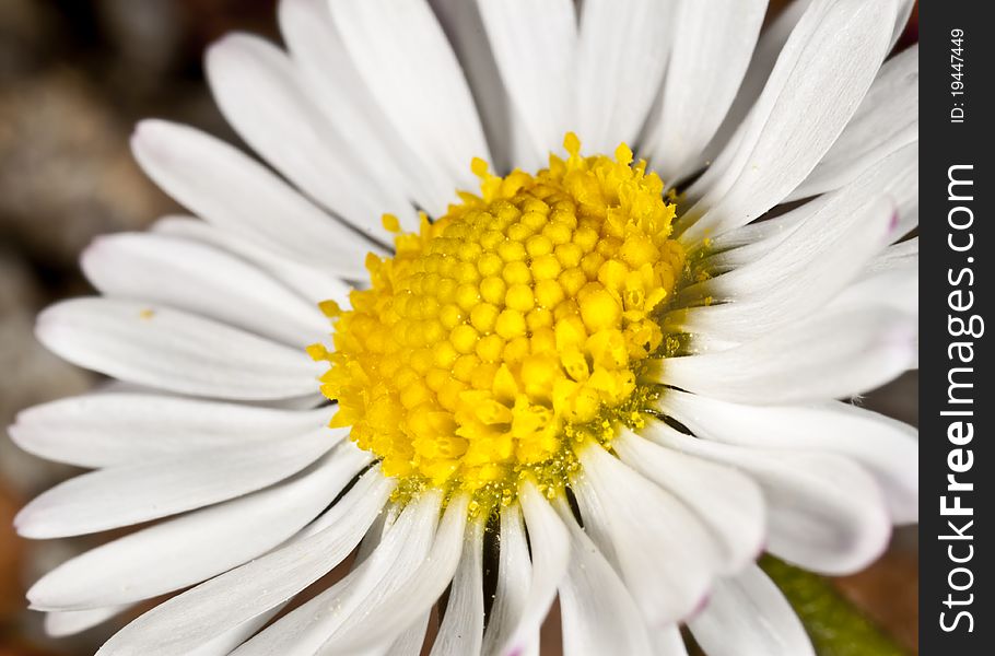 Close up of a beauty daisy flower. Close up of a beauty daisy flower.