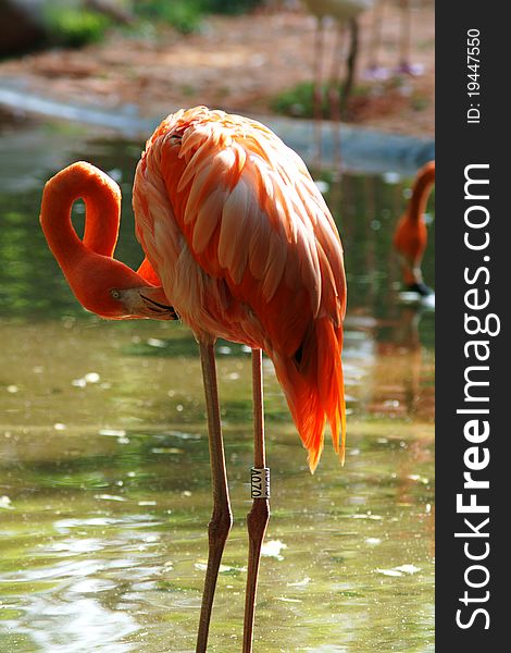 Comb feathers flamingos in ShangHai zoo photo was taken on:2011.5.8