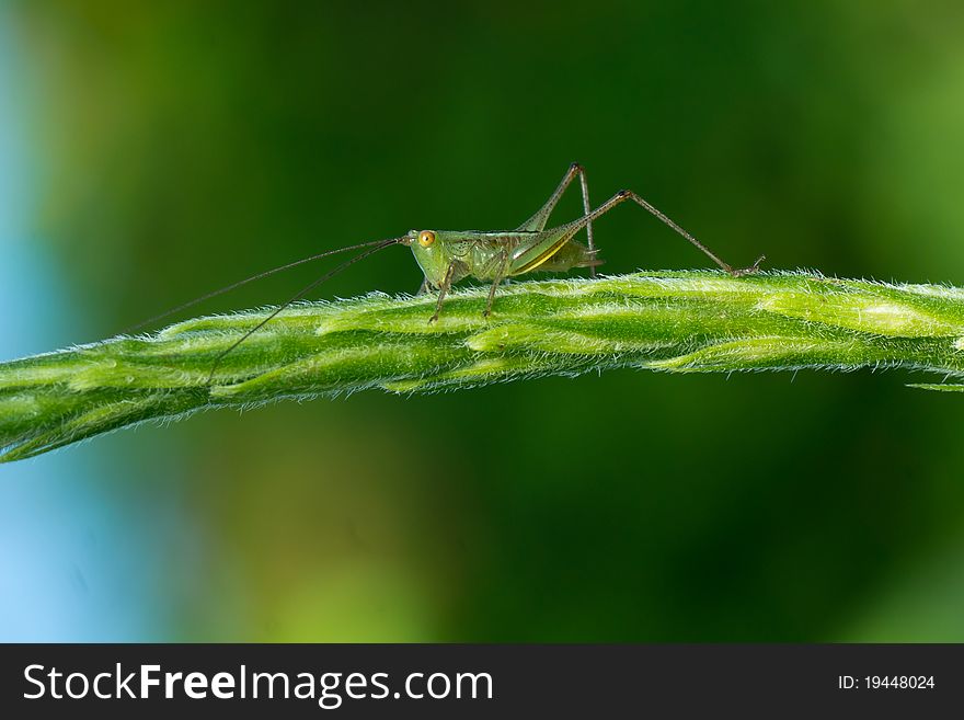 Grasshoper sitting on arched stem with deep bokeh. Grasshoper sitting on arched stem with deep bokeh