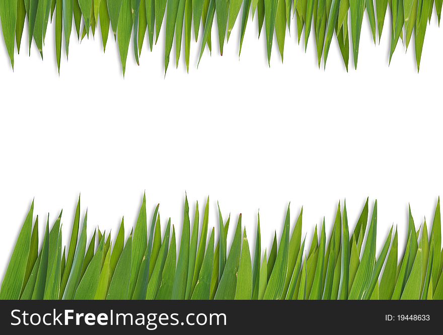 Blank grass pattern isolated on white background