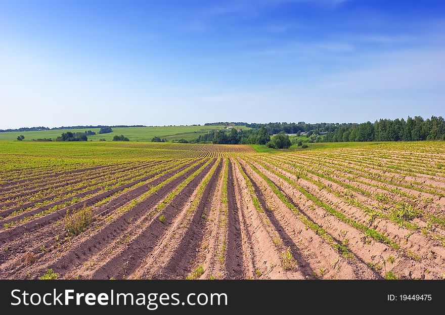 Photo with the cultivated ridges of a potato field