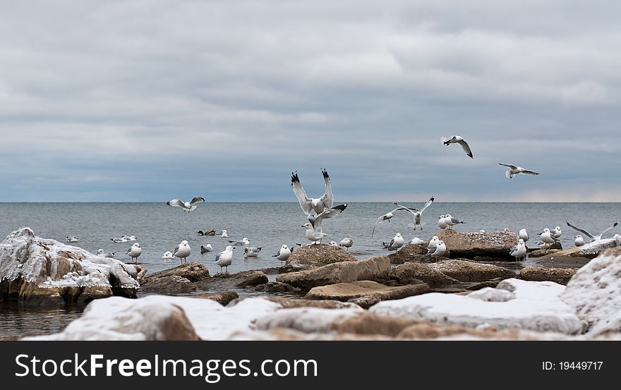 A flock of seagulls gathers on some icy rocks in winter. A flock of seagulls gathers on some icy rocks in winter.