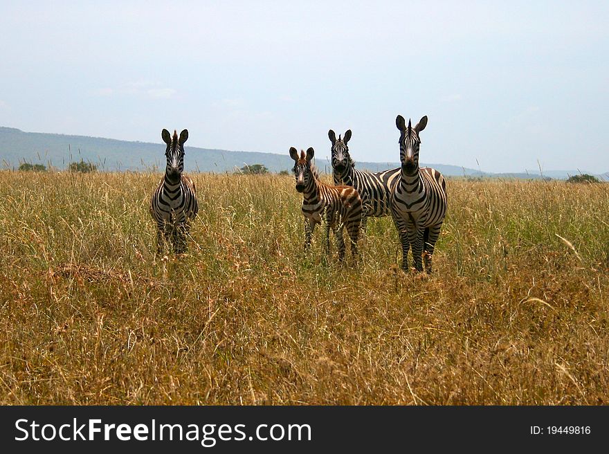 Four zebras looking at the camera, Serengeti national park, Tanzania.