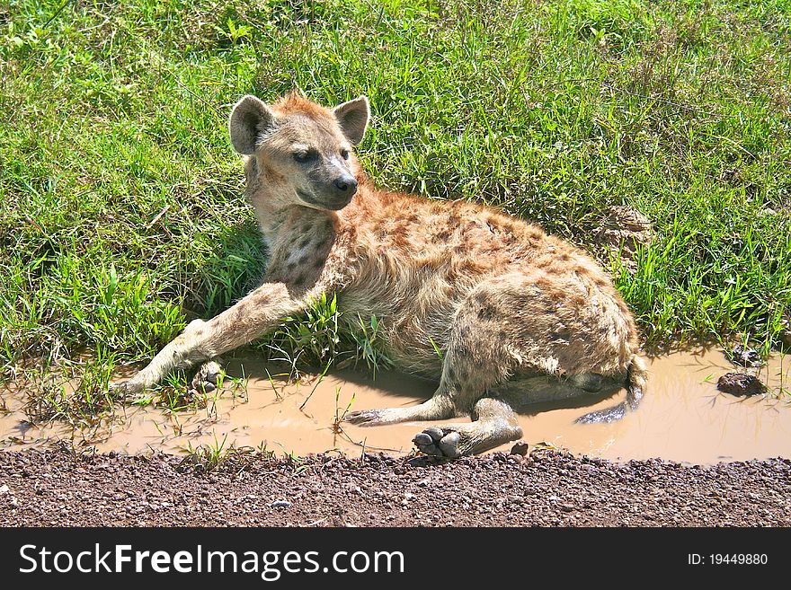 Spotted hyena resting on a road in Serengeti national park
