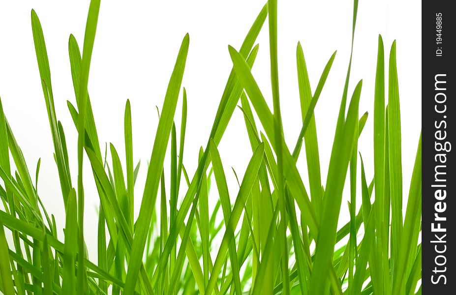 Young green grass (oat sprouts) isolated on white. Young green grass (oat sprouts) isolated on white