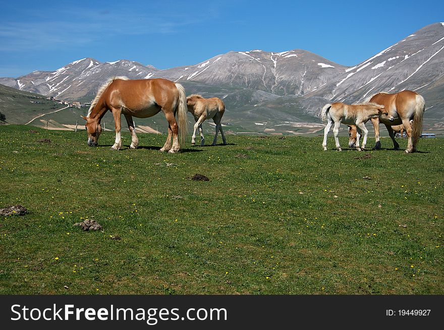 Free horses on a mountain landscape