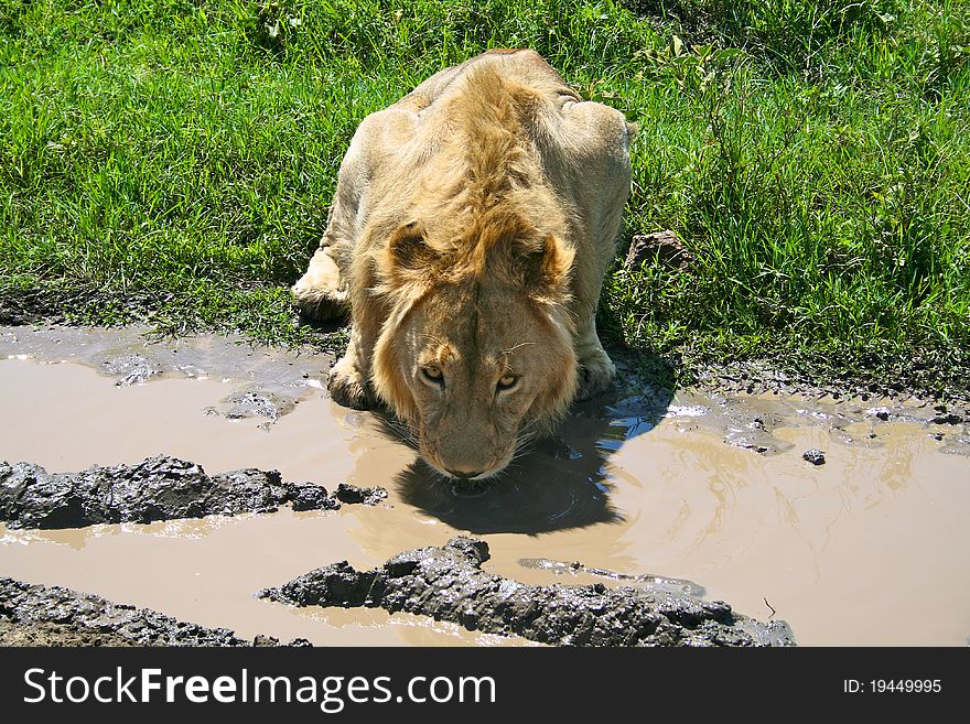 Big lion drinking water from puddle