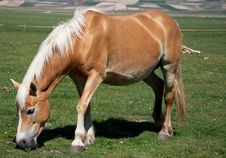 Horse Grazing Stock Photos Horse Grazing Stock Photos