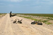 Vultures Eating Small Gazelle In Serengeti Royalty Free Stock Photo