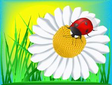 Ladybird And Camomile Royalty Free Stock Photo