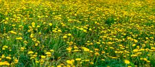 Field Of Dandelions Stock Images Field Of Dandelions Stock Images
