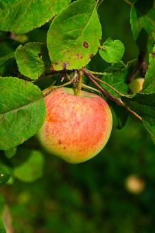 Apple On A Branch Stock Images Apple On A Branch Stock Images