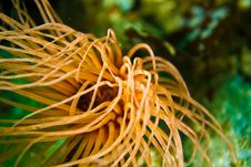 Orange Sea Anemone Stock Image Orange Sea Anemone Stock Image