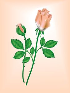 Two Pink Roses Royalty Free Stock Images Two Pink Roses Royalty Free Stock Images