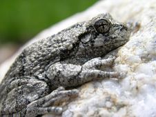 Northern Gray Treefrog Stock Photography Northern Gray Treefrog Stock Photography