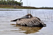 Pelican In The Water Stock Images Pelican In The Water Stock Images