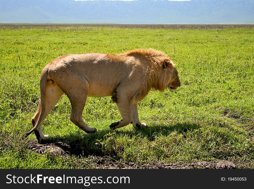 Big lion walking next to road in Serengeti national park, Tanzania