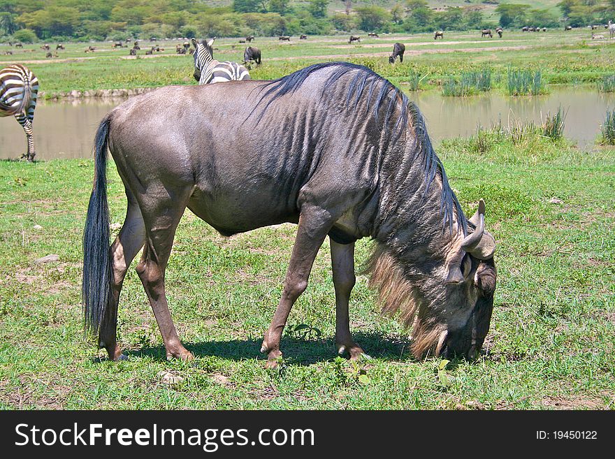 Wildebeest eating grass in Serengeti national park, Tanzania