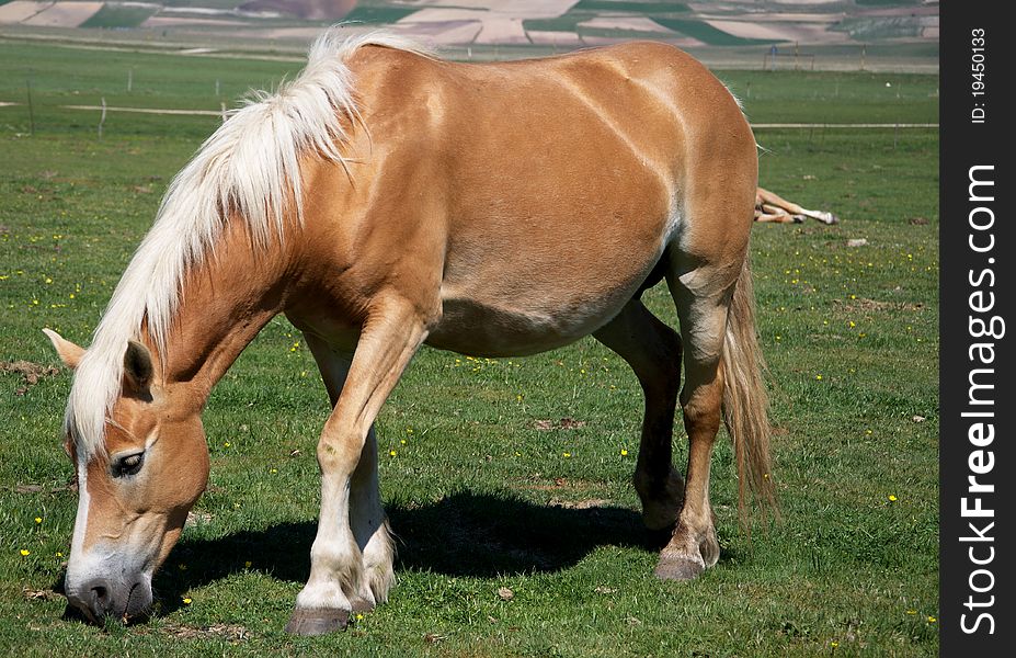 Brown horse grazing in the mountains