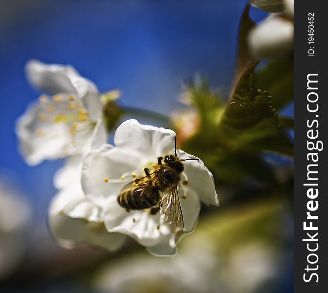 Bee And Flowers